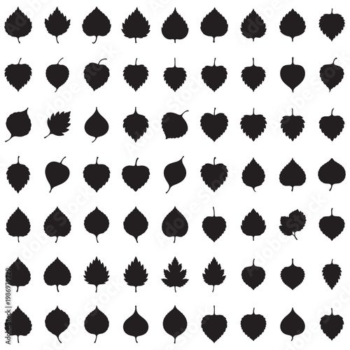 Birch Leaf Clip Art