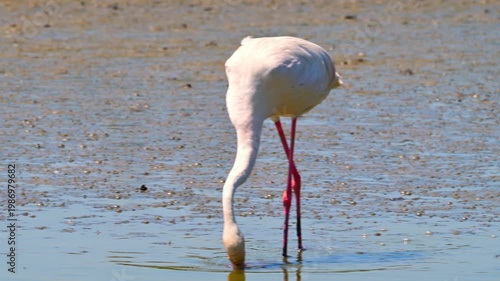 Flamingo or greater flamingo (Phoenicopterus roseus) during in the Camargue region, France