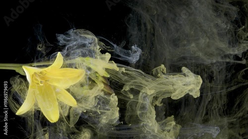 Yellow lily floating through ink, wideframe composition of drifting bloom surrounded by smoky pigment clouds, cinematic slowmotion, tranquil editorial
