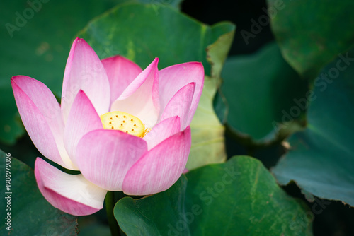 Wallpaper Mural Lotus Flower from Guanyin District, Taoyuan, Taiwan. Torontodigital.ca