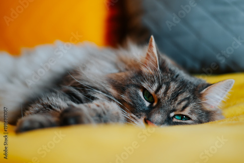 A cat lies on a yellow blanket, appearing relaxed and at ease in a home setting. The cat has gray fur and striking green eyes, blending seamlessly with the cozy surroundings