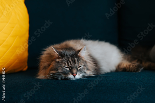 A cat lies relaxed on a dark sofa, its eyes half-closed as it enjoys a moment of rest. A bright yellow cushion is placed nearby, adding a touch of color to the cozy atmosphere