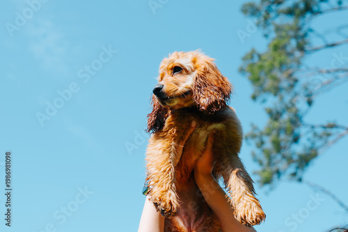 A person holds a cocker spaniel puppy high above their head in a sunny outdoor space. The puppy looks curious and alert while surrounded by a bright blue sky and green foliage
