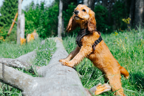 A small dog stands on its hind legs, sniffing a log in a green woodland area. Sunlight filters through the trees, creating a lively atmosphere as the dog investigates its surroundings
