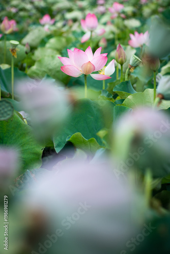 Wallpaper Mural Lotus Flower from Guanyin District, Taoyuan, Taiwan. Torontodigital.ca