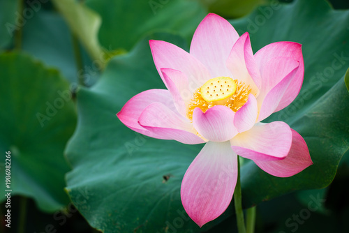 Wallpaper Mural Lotus Flower from Guanyin District, Taoyuan, Taiwan. Torontodigital.ca