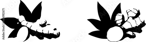 A highly detailed, photorealistic macro of a single, fresh Ginger rhizome, showcasing its knobby, tan skin and vibrant yellow break against a pure white background