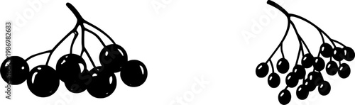 A highly detailed macro of a ripe Elderberry cluster showcases its tiny dark purple berries and reddish stems against a pristine white background