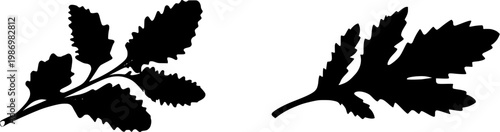 An ultra-high-resolution image of a fresh Epazote sprig reveals its jagged, deeply lobed green leaves against a pure white background, showcasing the plants rustic appearance in exquisite detail