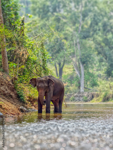 Wild asian elephant in the forest
