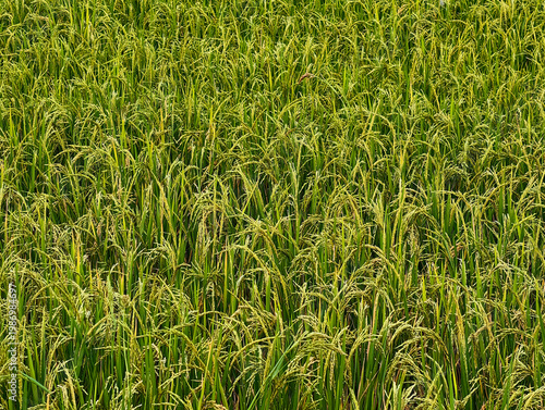 Rice field in asia, agriculture concept