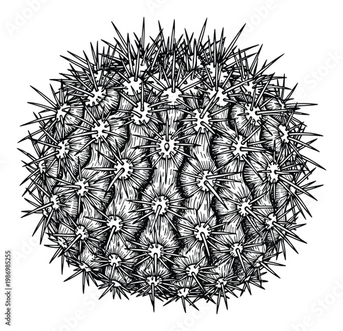 Detailed round cactus plant with sharp spines in an engraved line drawing style for botanical and desert themes