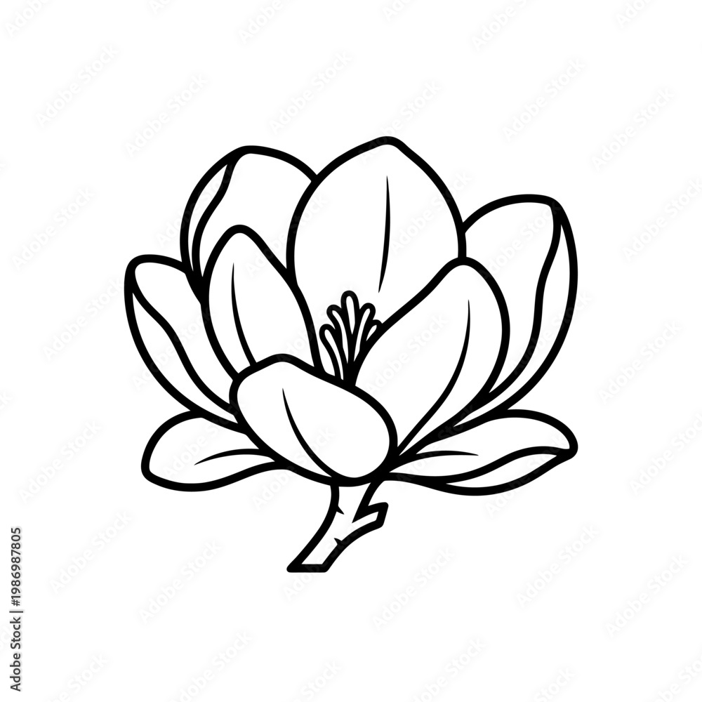 Obraz premium Black and white line drawing of a magnolia blossom.