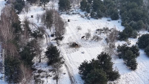Horses in cold winter weather on countryside farm