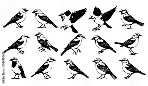 Bird vector set with realistic poses flying perching and standing birds isolated on white background