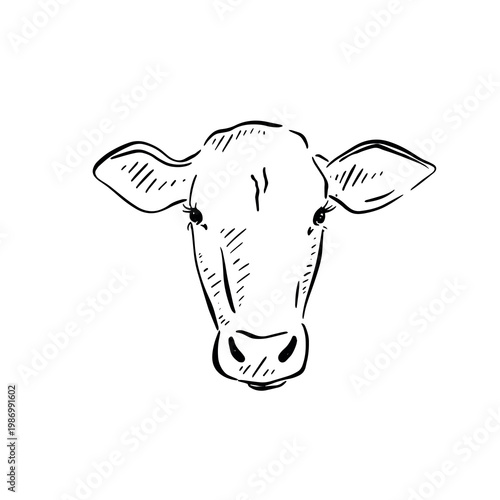 Cow head, drawn by hand in black.