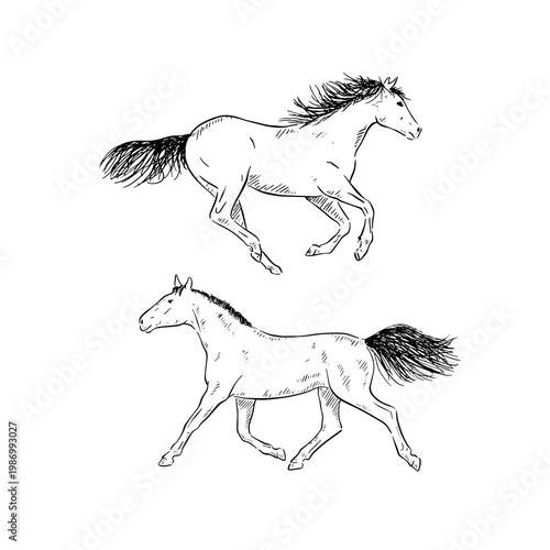 Two horses, two individual vector files of horses cantering, trotting and running.