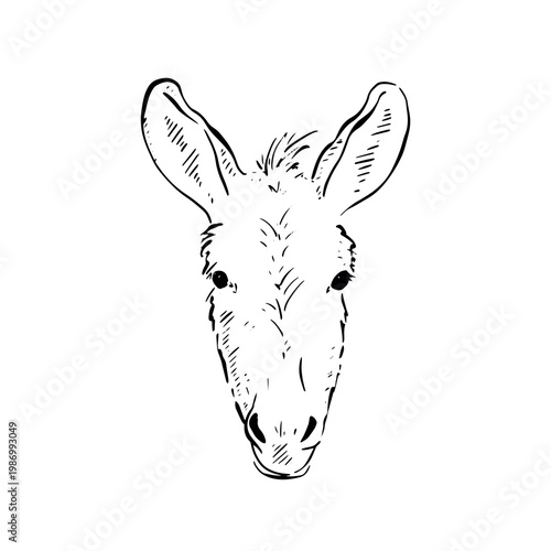 Donkey head illustration, hand drawn in black line.