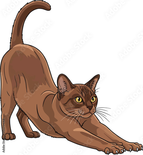 European Burmese cat stretching bowing yoga pose illustration