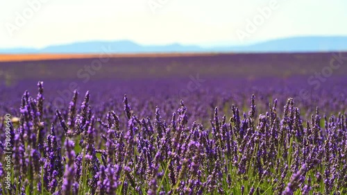 Lavender flowers blossoming on the plateau of Valensole in the Provence during a summer day.