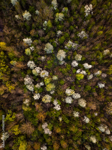Aerial view of forest with blooming trees in spring
