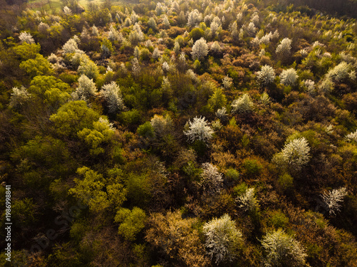 Aerial view of blooming forest in spring at golden hour