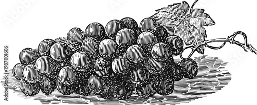 Vintage black and white illustration of a ripe grape cluster with leaves and vine stem