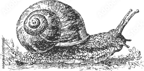 Detailed black and white illustration of a land snail with spiral shell crawling on grass