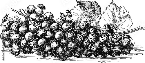 Vintage black and white illustration of grape bunch with leaves and ladybugs crawling on fruit cluster