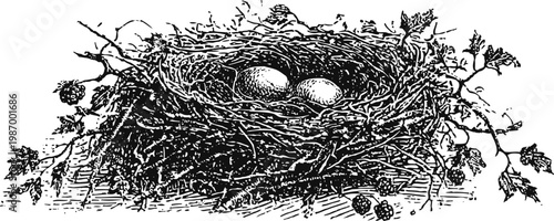 bird nest with two eggs in detailed hand drawn vintage engraving illustration
