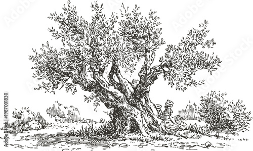Ancient olive tree with twisted trunk and dense foliage in natural landscape scene