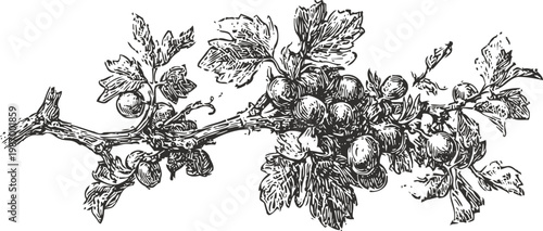 Vintage black and white botanical illustration of gooseberry branch with leaves and fruit cluster