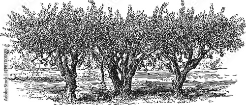 Three citrus trees with ripe fruit, detailed vintage botanical illustration of orchard plants