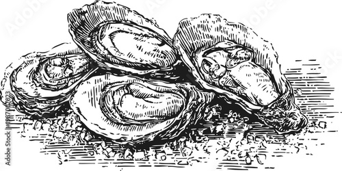 Fresh oysters on the half shell on crushed ice, vintage hand drawn seafood illustration