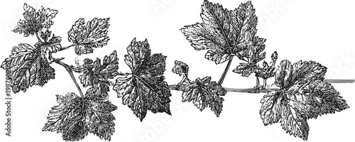 Detailed botanical illustration of grapevine branch with leaves and tendrils in black and white