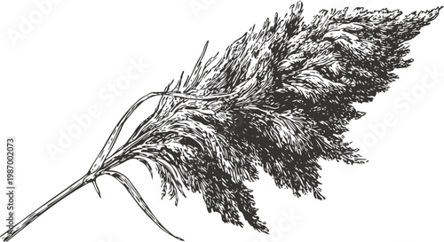 Detailed black and white sketch of millet plant with seeds and long curved leaves natural grain illustration