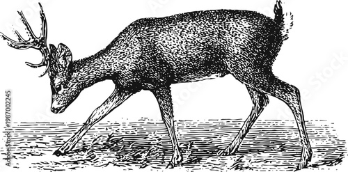 Vintage engraving of a deer grazing with detailed fur texture in woodland scene