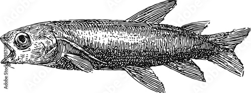 Vintage engraved illustration of a european smelt fish with detailed scales and fins