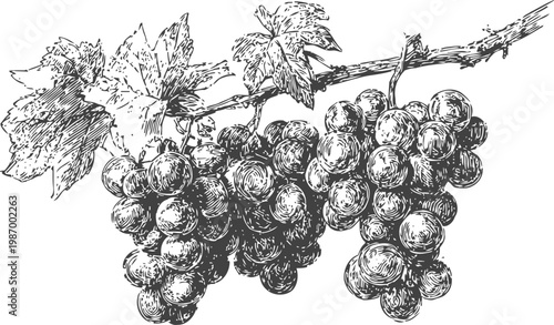 Vintage grapevine illustration with ripe grapes hanging on the vine cluster and leaves