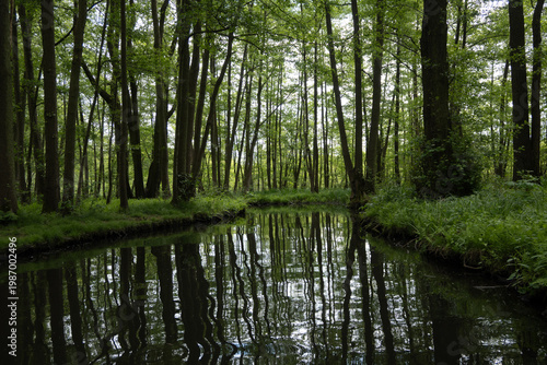 Εκτύπωση καμβά Scenic waterway through tall trees in a lush wetland forest