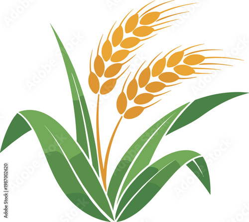 Rice plant ears with green leaves agricultural cereal crop botanical paddy grain nature farming vector illustration isolated design element