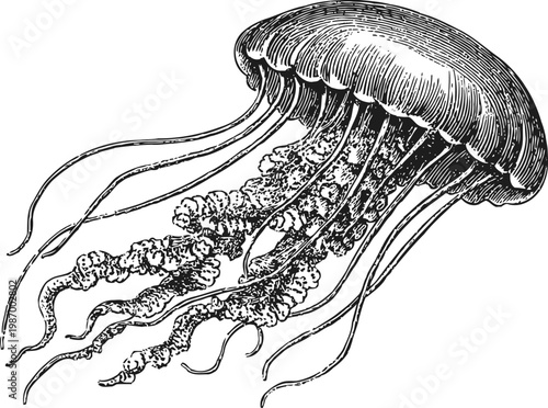 Detailed vintage illustration of jellyfish with long tentacles and dome shaped bell