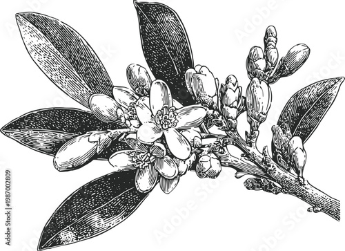 Branch with blooming citrus flowers and leaves detailed botanical vintage illustration