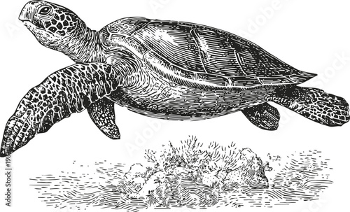 sea turtle swimming above coral reef detailed vintage illustration with textured shell and flippers