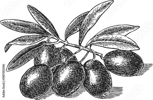 Olive branch with ripe olives hand drawn black and white engraving botanical illustration