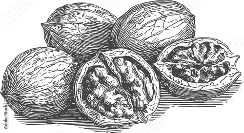 Hand drawn walnuts illustration whole and cracked nuts with textured shells engraved detailed botanical sketch