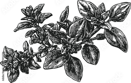 Hand drawn thyme sprig with leaves and small flowers, detailed botanical illustration in black and white