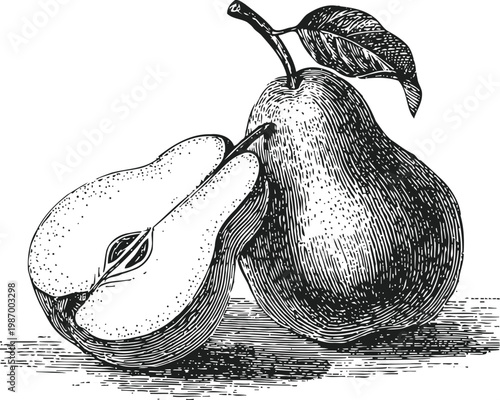 Vintage pear illustration with leaf and half sliced fruit detailed engraving
