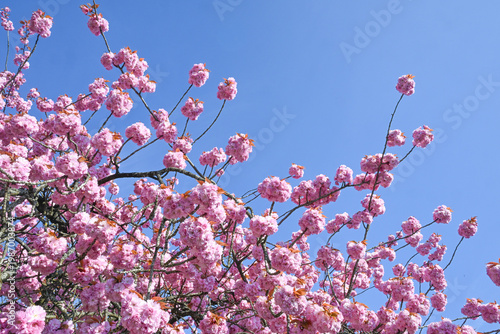 arbre cerisier japon printemps fleurs