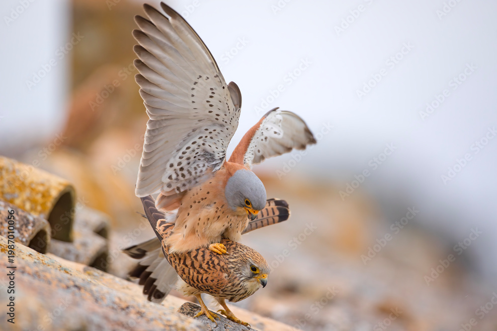 Fototapeta premium Pustułeczka (Falco naumanni)